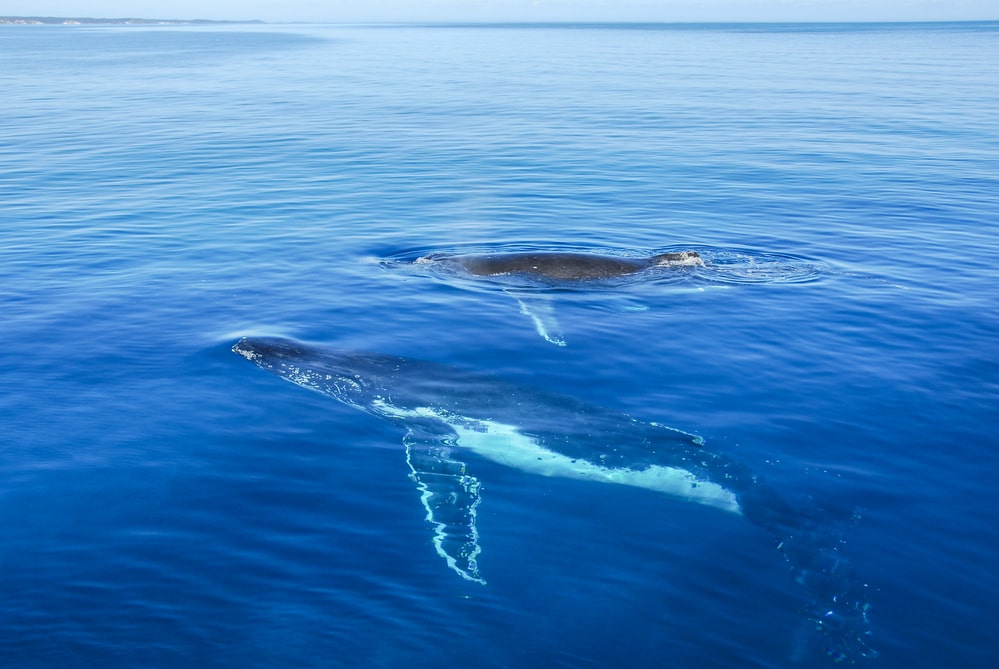 whale watching in australiē