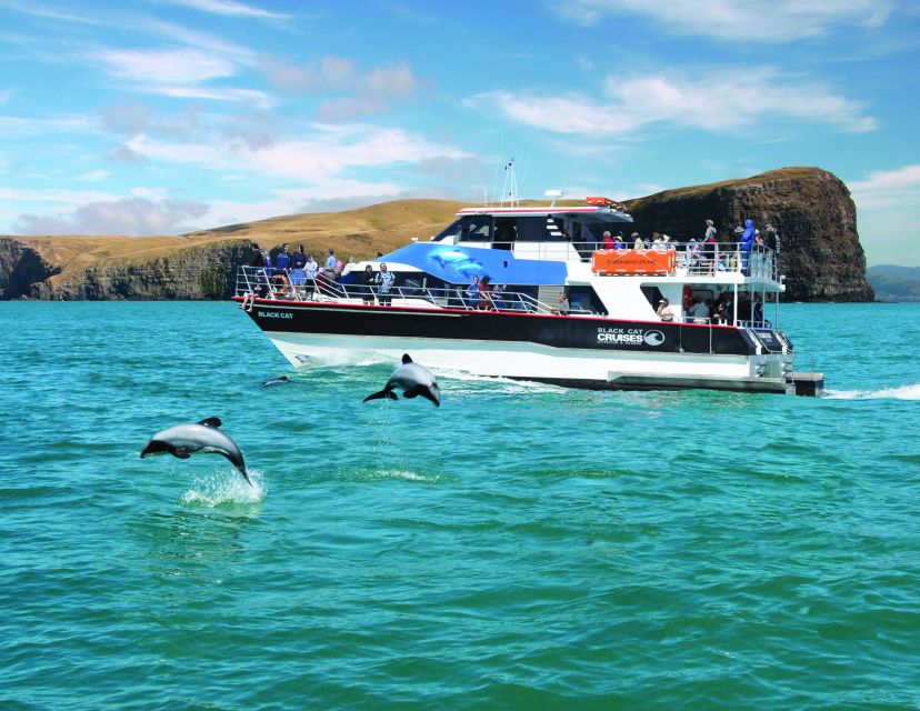 walvissen spotten in akaroa
