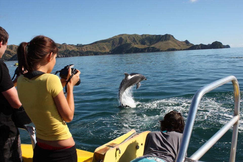 walvissen spotten in Bay of Islands
