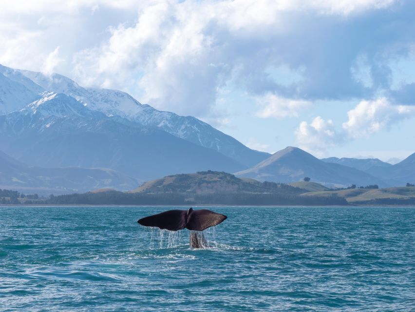 walvissen spotten in Kaikoura 
