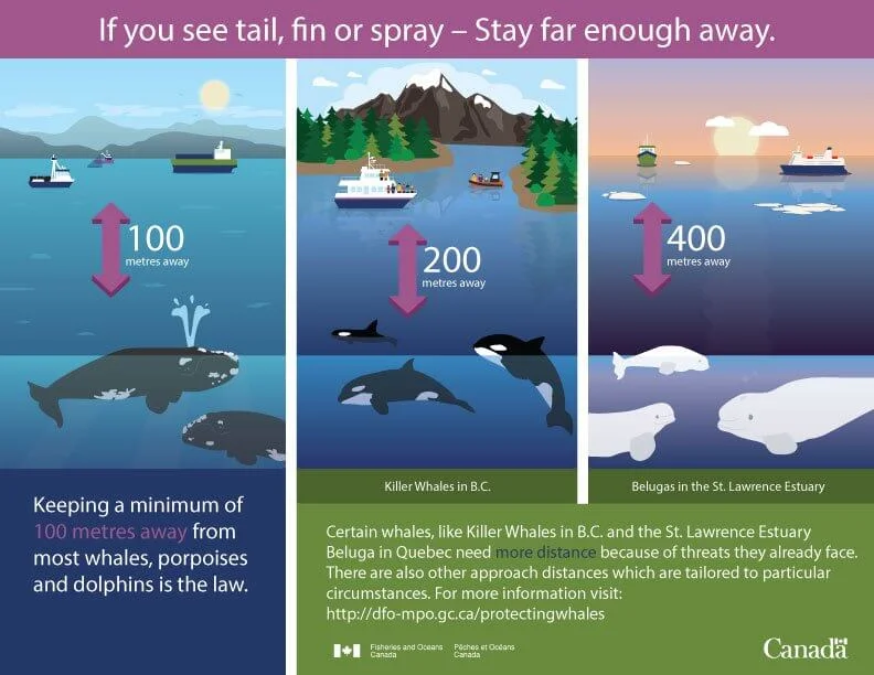 verantwoord walvissen spotten in canada