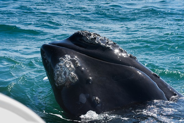 gansbaai walvis